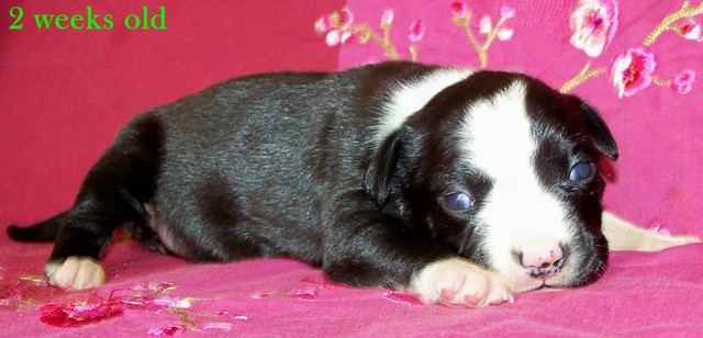 DDDawgs Daisy Cutter